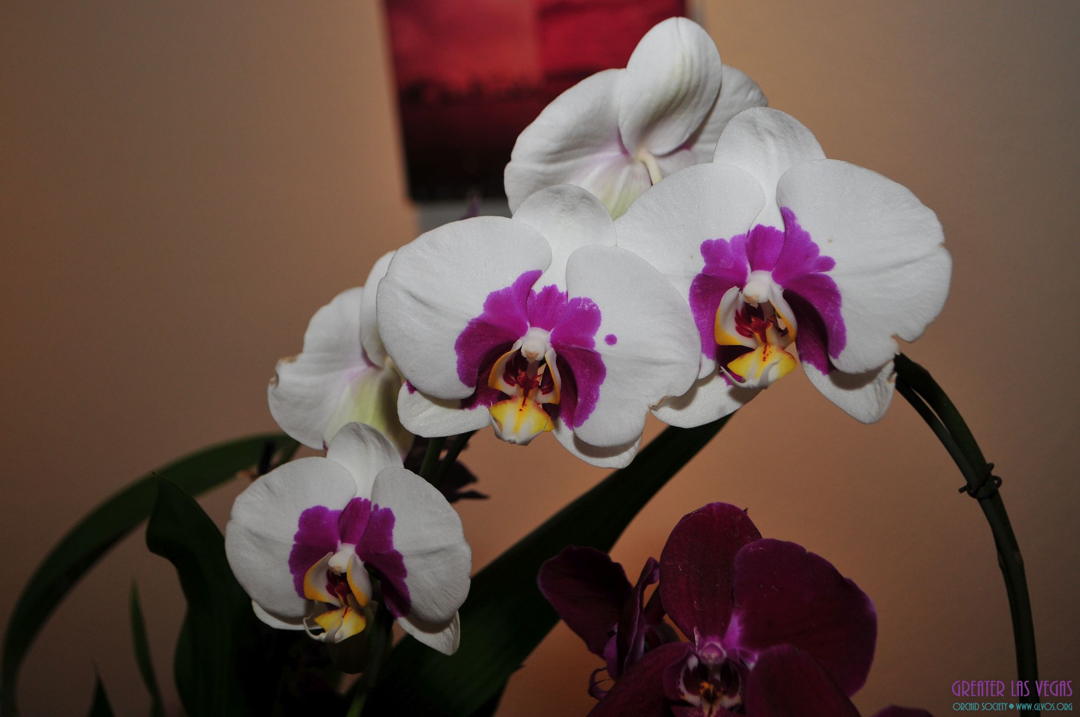 GLVOS 2016 Orchid Show 0005