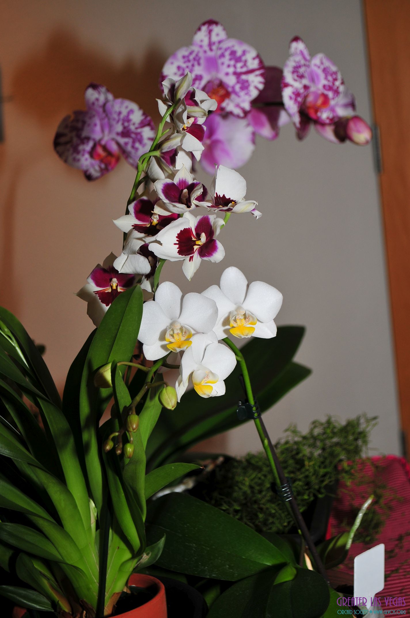 GLVOS 2016 Orchid Show 0006