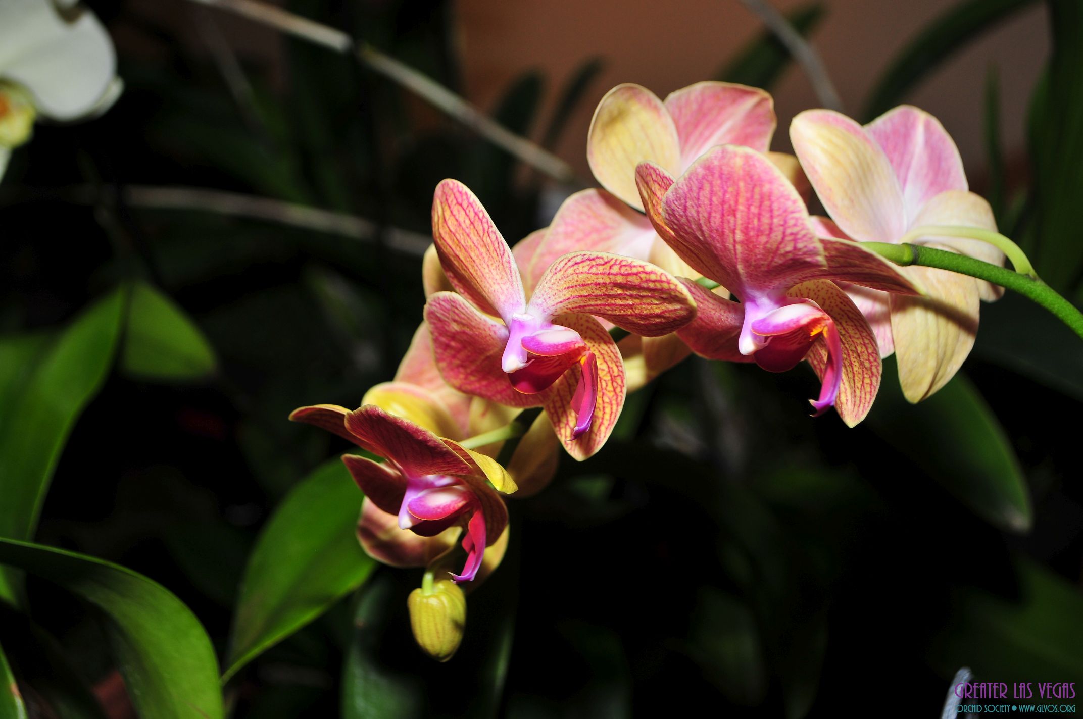 GLVOS 2016 Orchid Show 0007