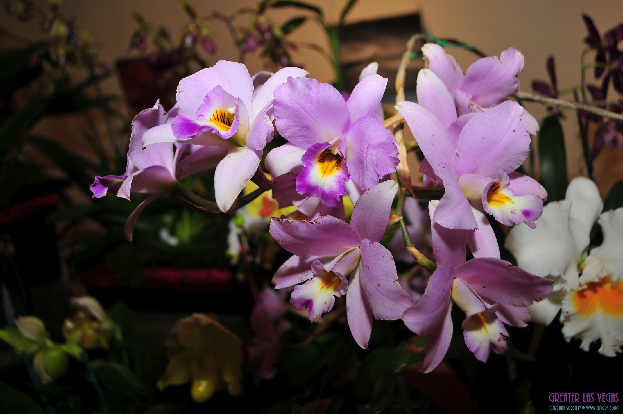 GLVOS 2016 Orchid Show 0008