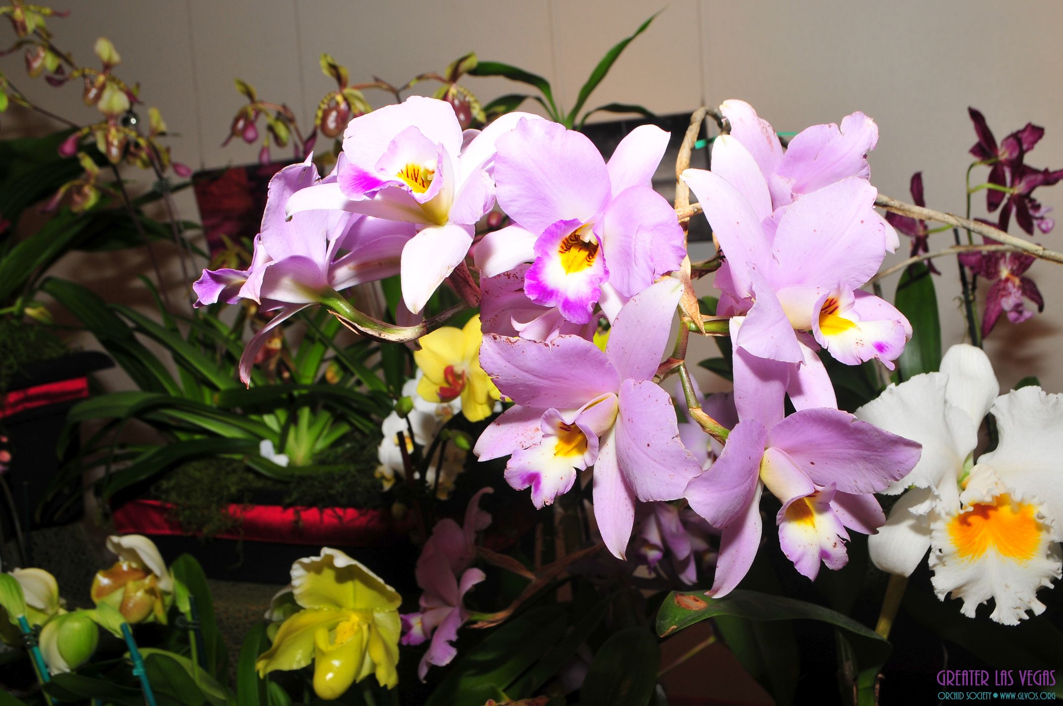 GLVOS 2016 Orchid Show 0009