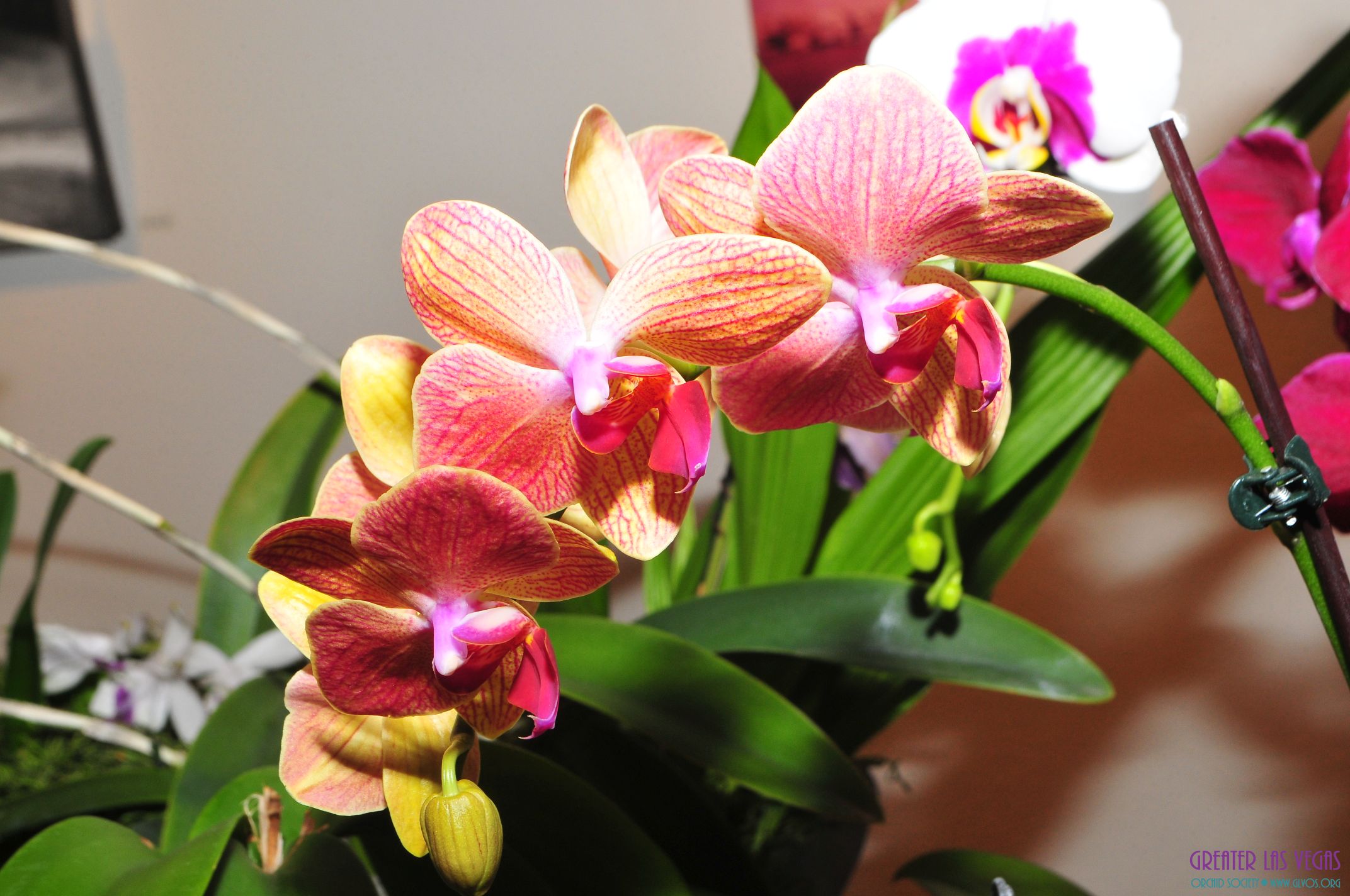GLVOS 2016 Orchid Show 0010