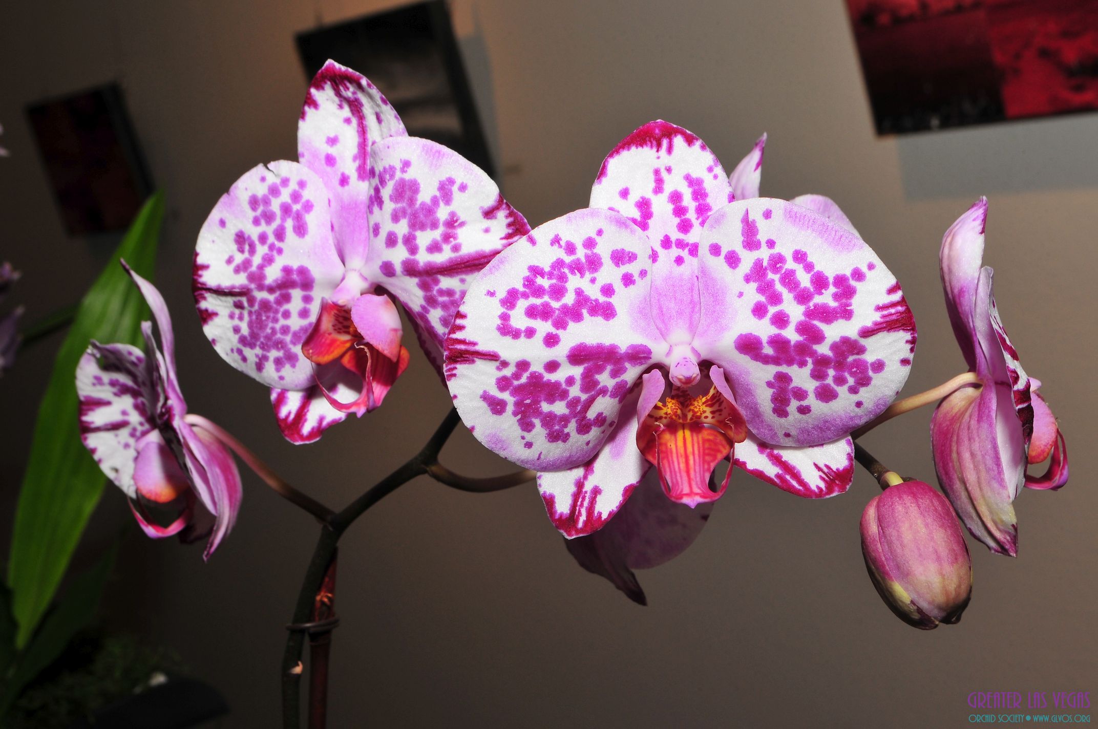 GLVOS 2016 Orchid Show 0011