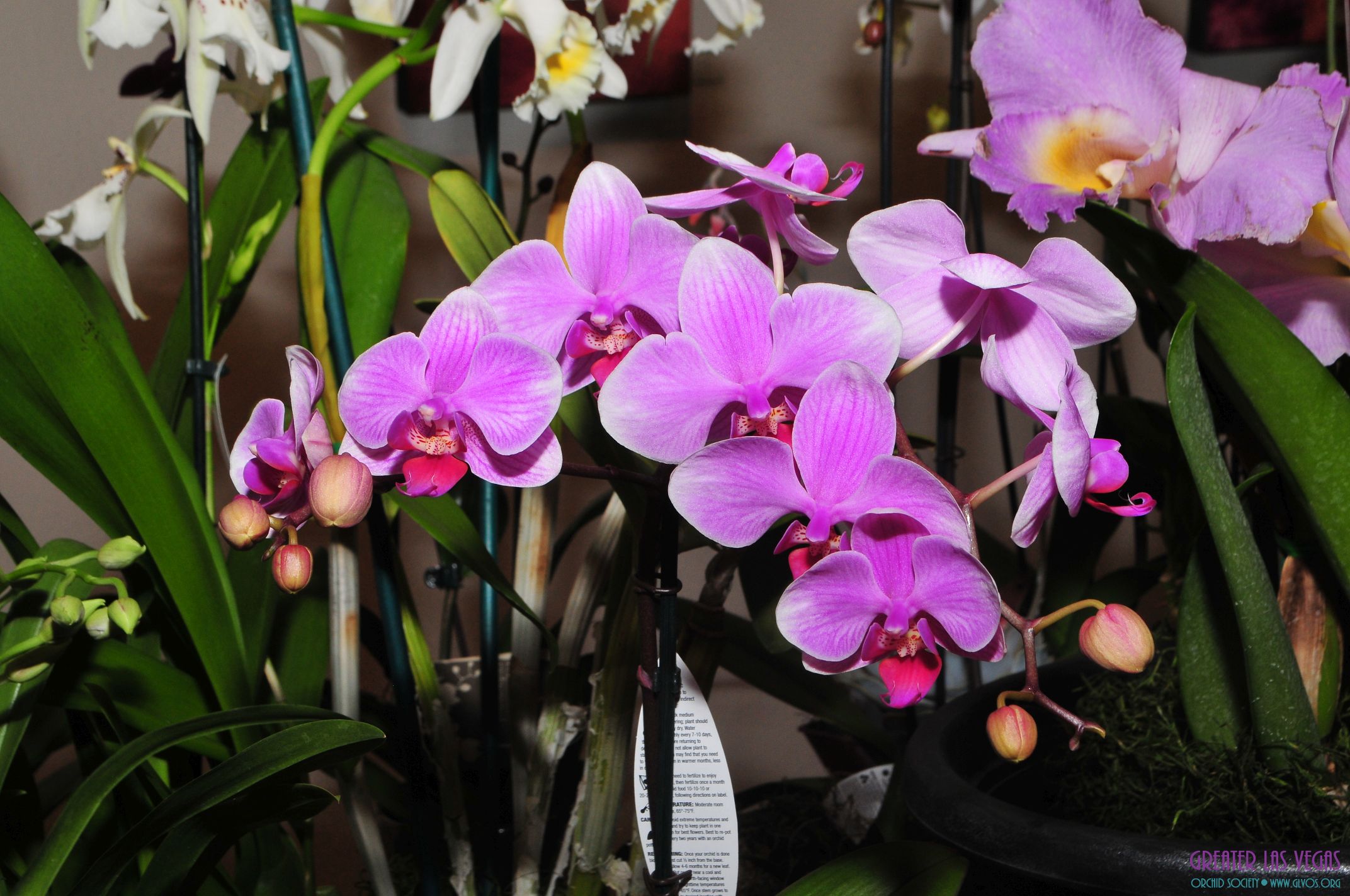 GLVOS 2016 Orchid Show 0012