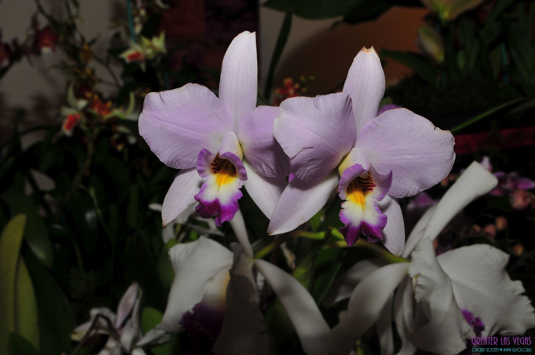 GLVOS 2016 Orchid Show 0013