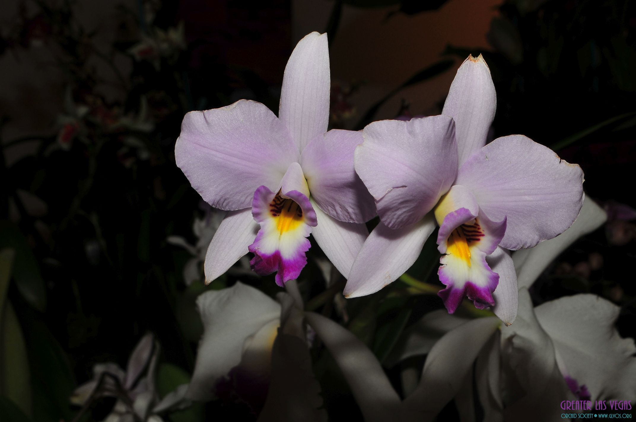 GLVOS 2016 Orchid Show 0014