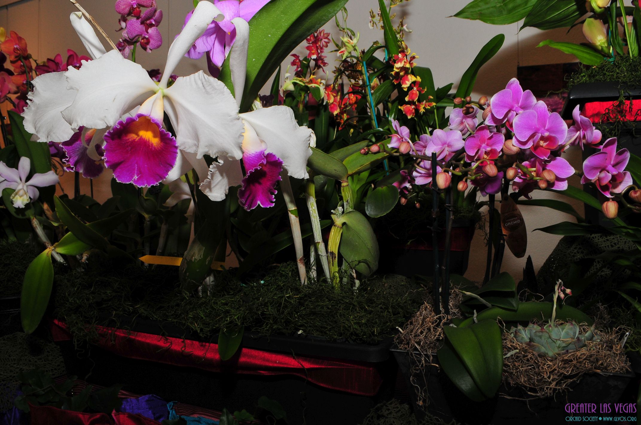 GLVOS 2016 Orchid Show 0015
