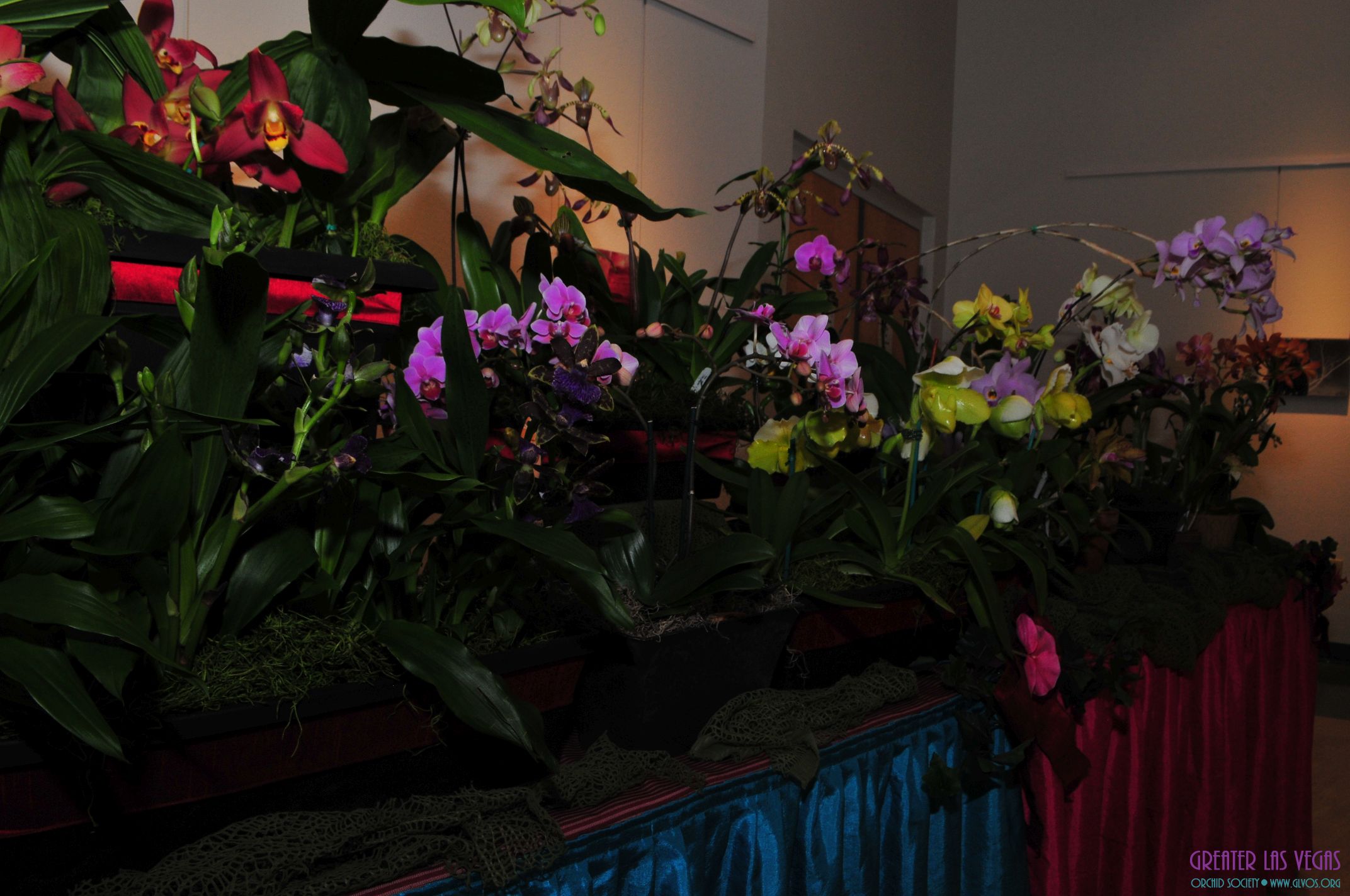 GLVOS 2016 Orchid Show 0016
