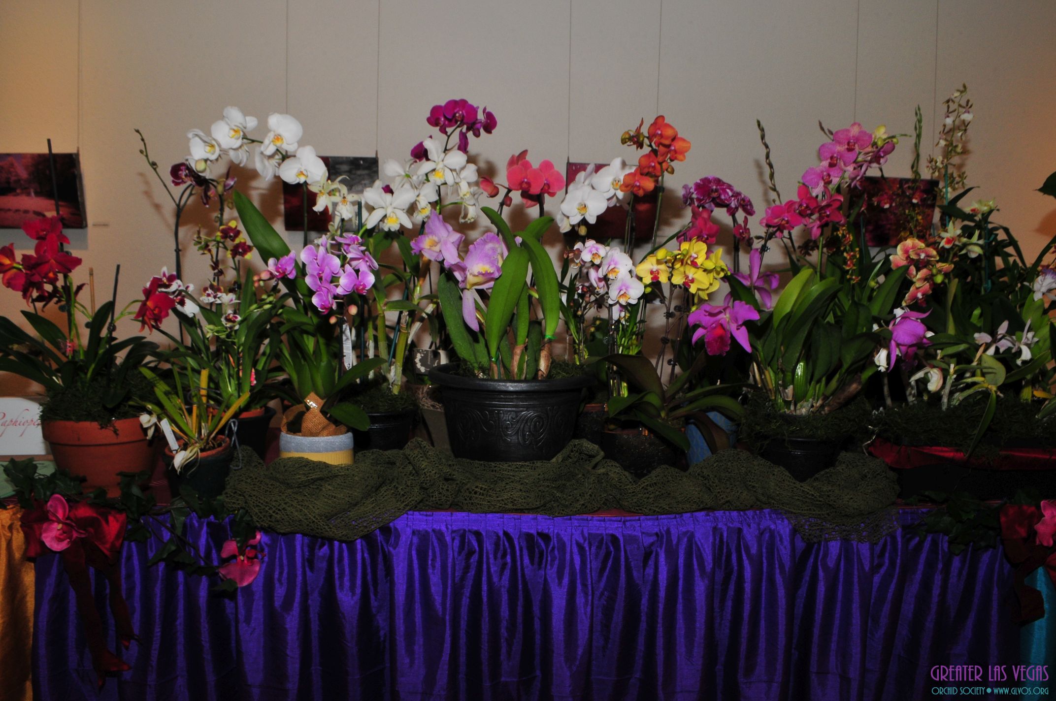 GLVOS 2016 Orchid Show 0017