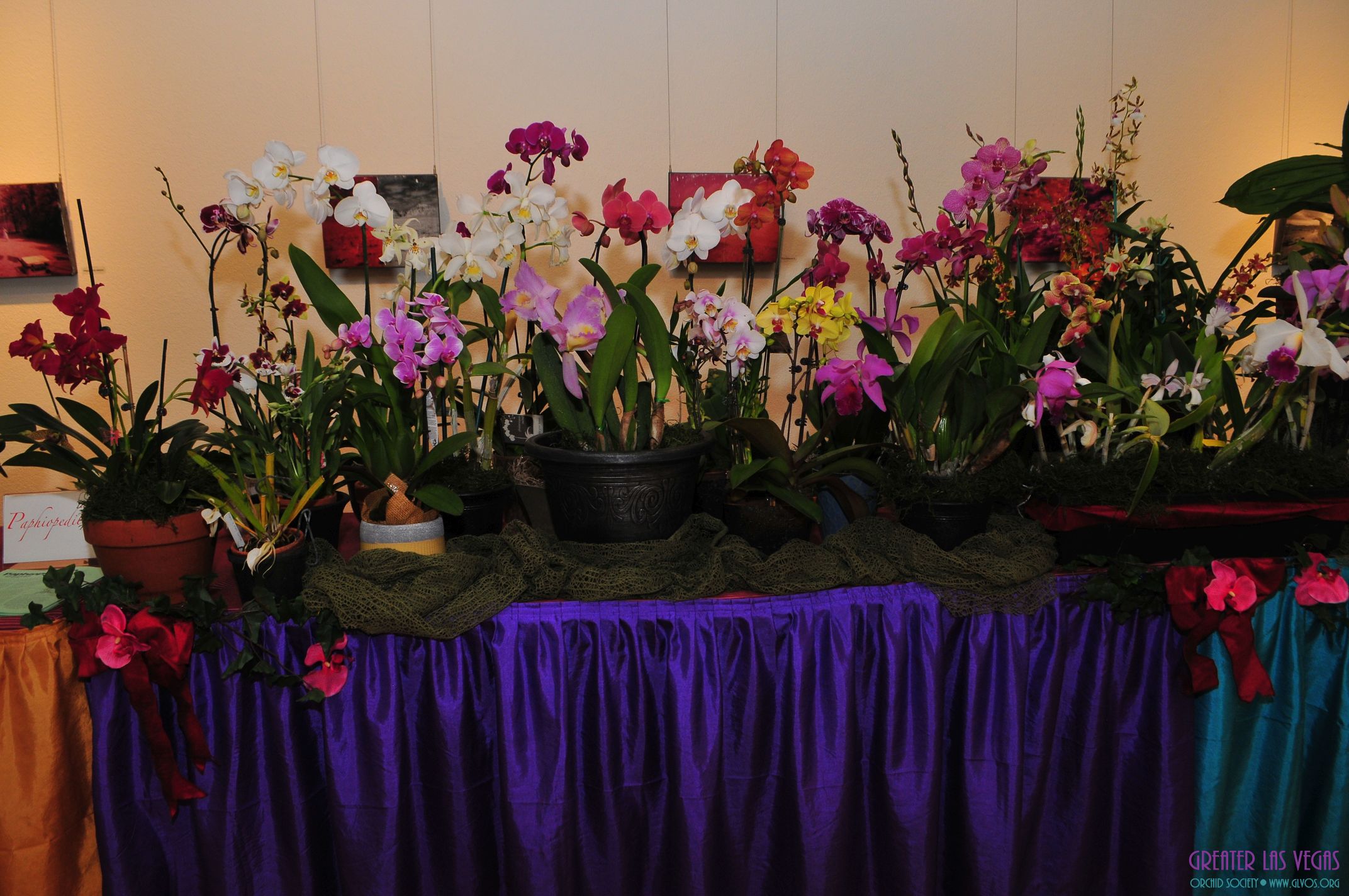 GLVOS 2016 Orchid Show 0018