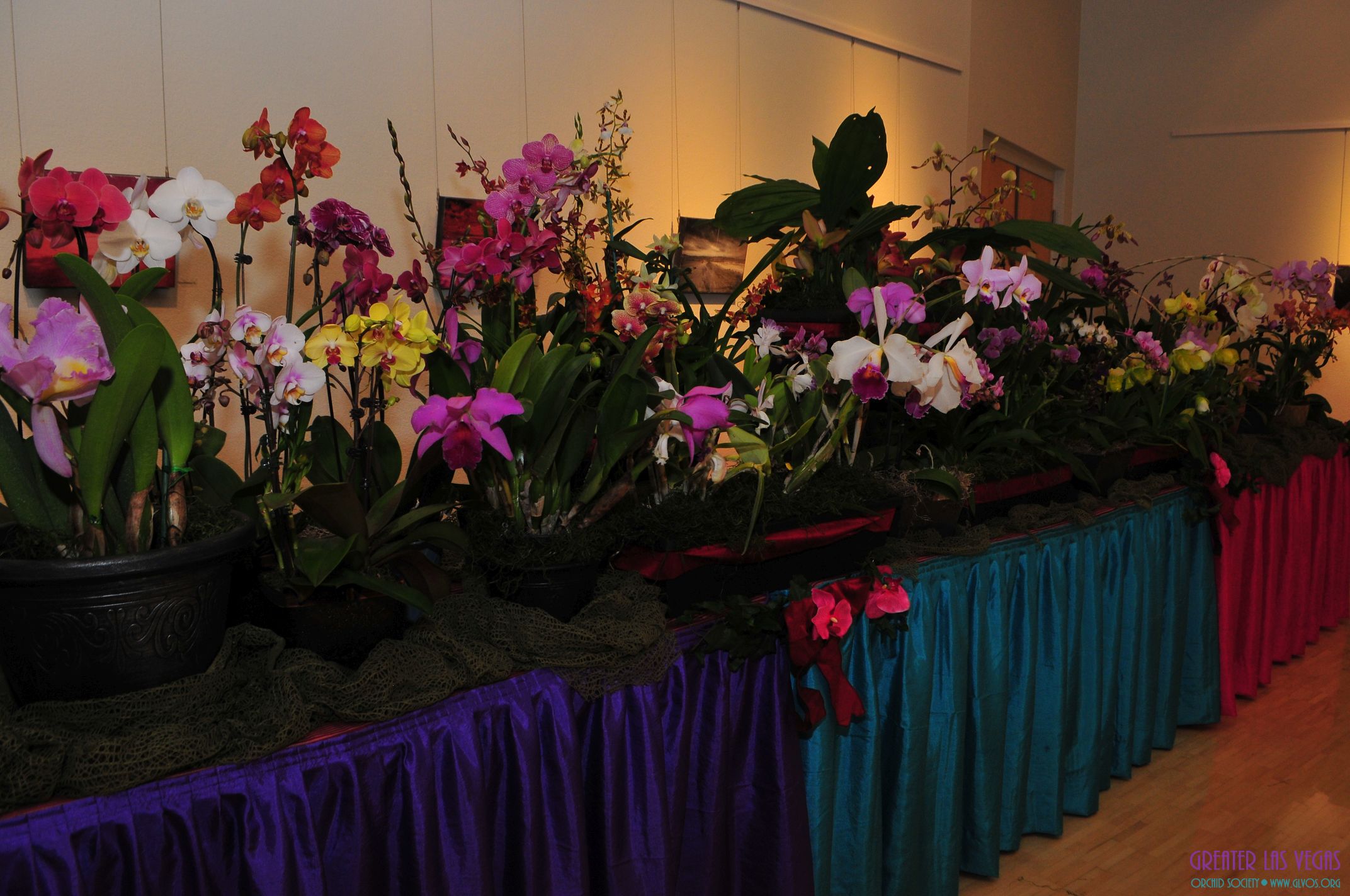 GLVOS 2016 Orchid Show 0019