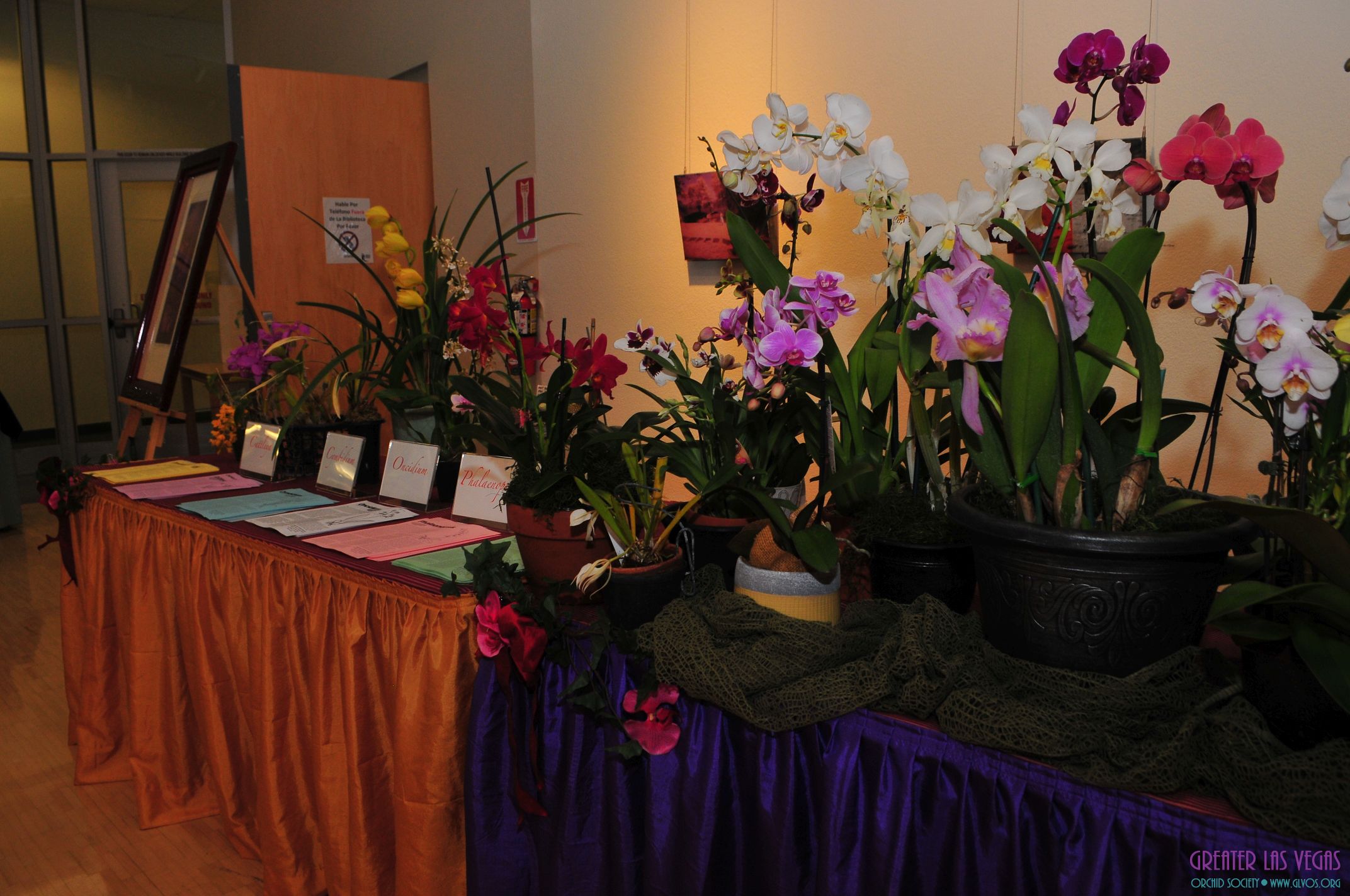 GLVOS 2016 Orchid Show 0020