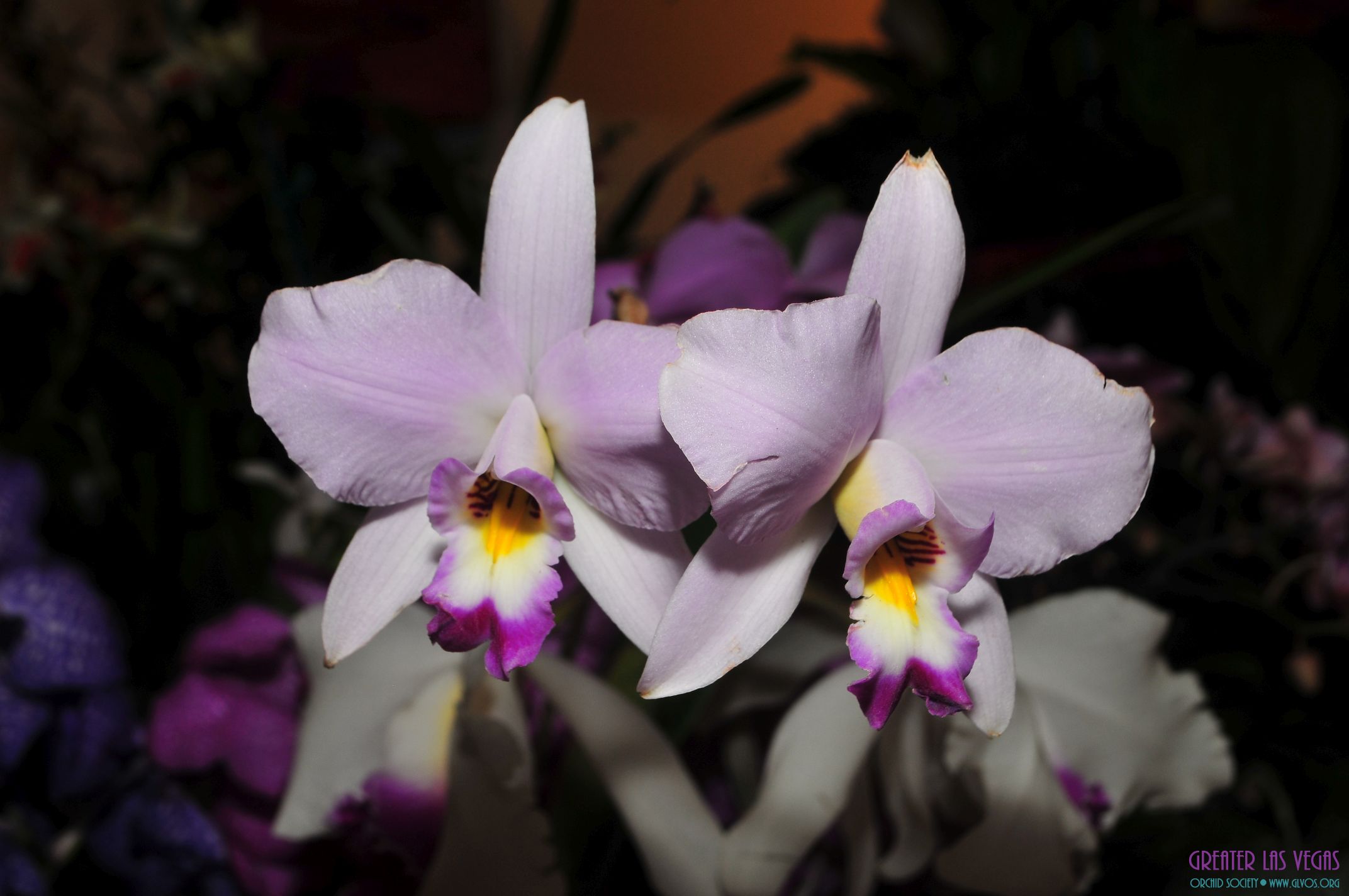 GLVOS 2016 Orchid Show 0032