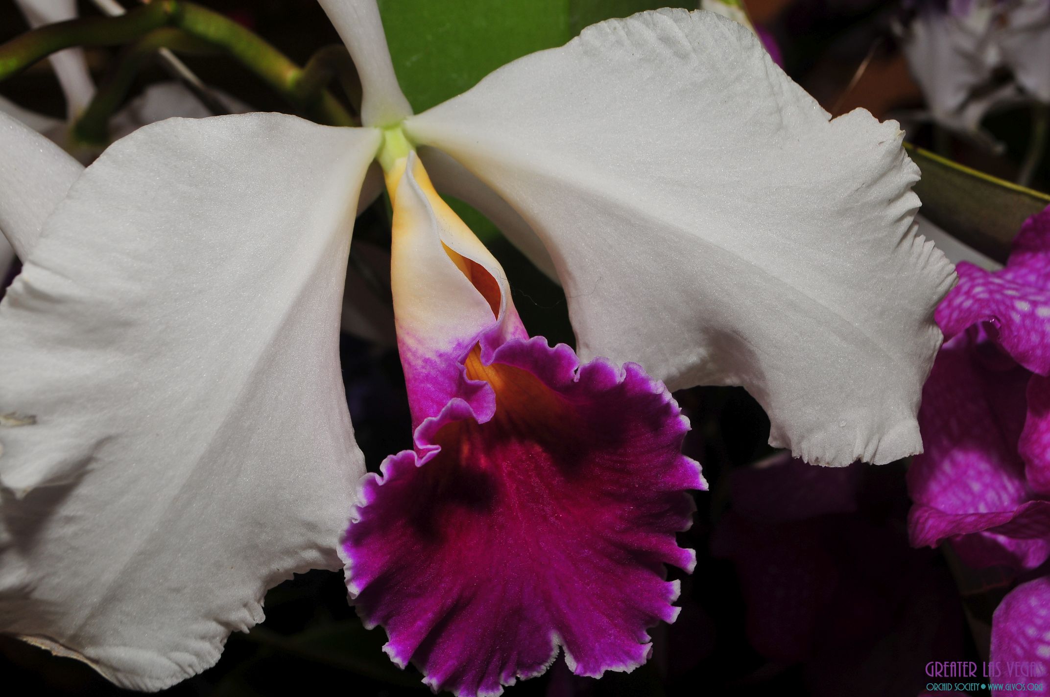 GLVOS 2016 Orchid Show 0033