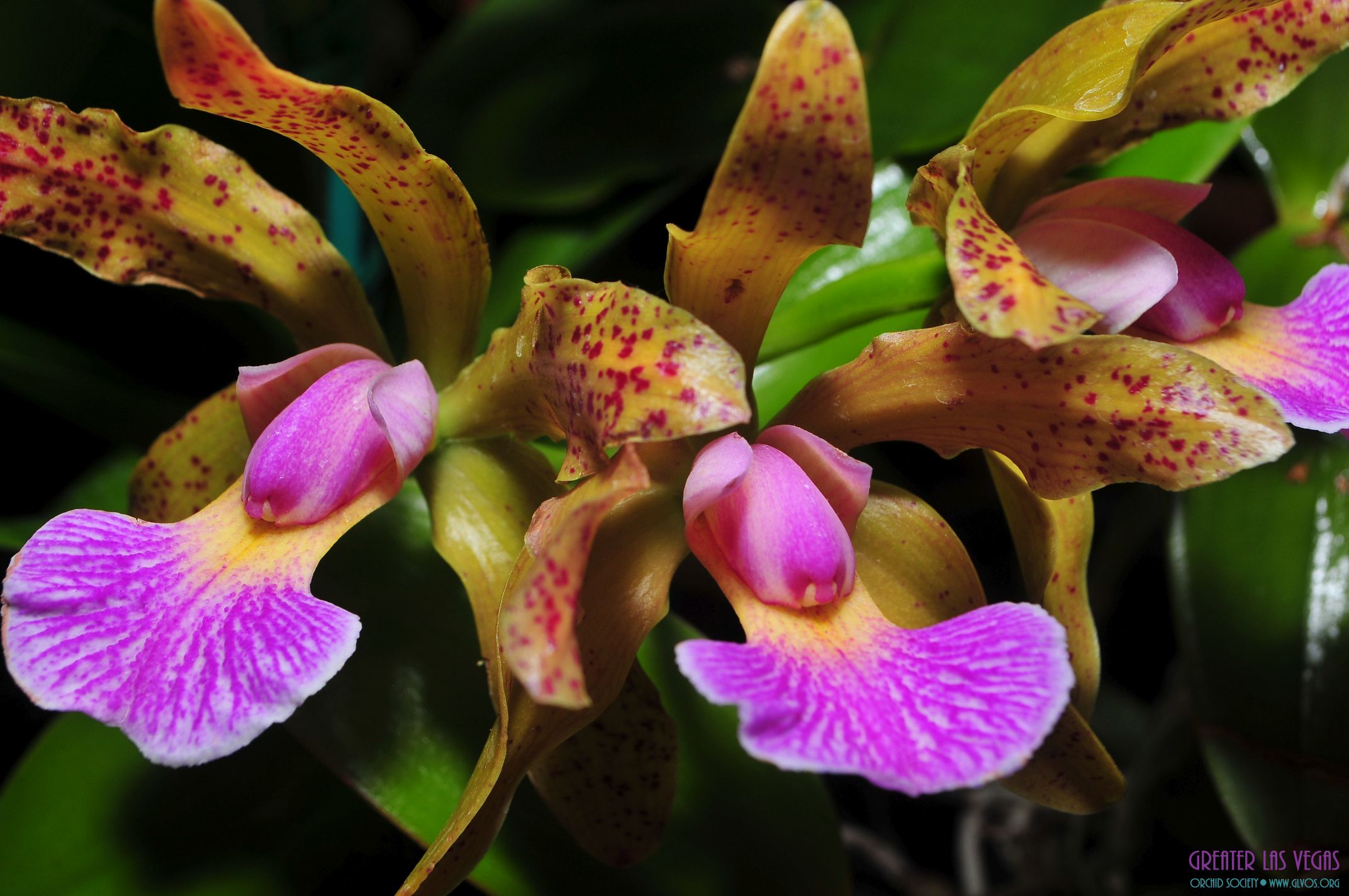 GLVOS 2016 Orchid Show 0036