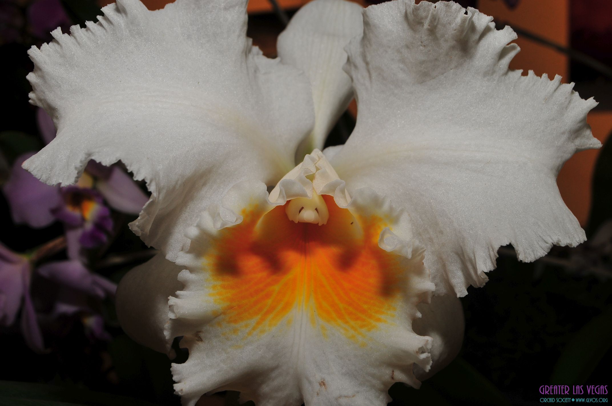 GLVOS 2016 Orchid Show 0038