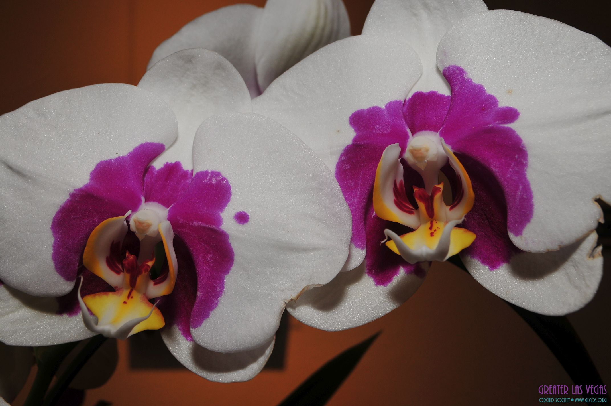 GLVOS 2016 Orchid Show 0039