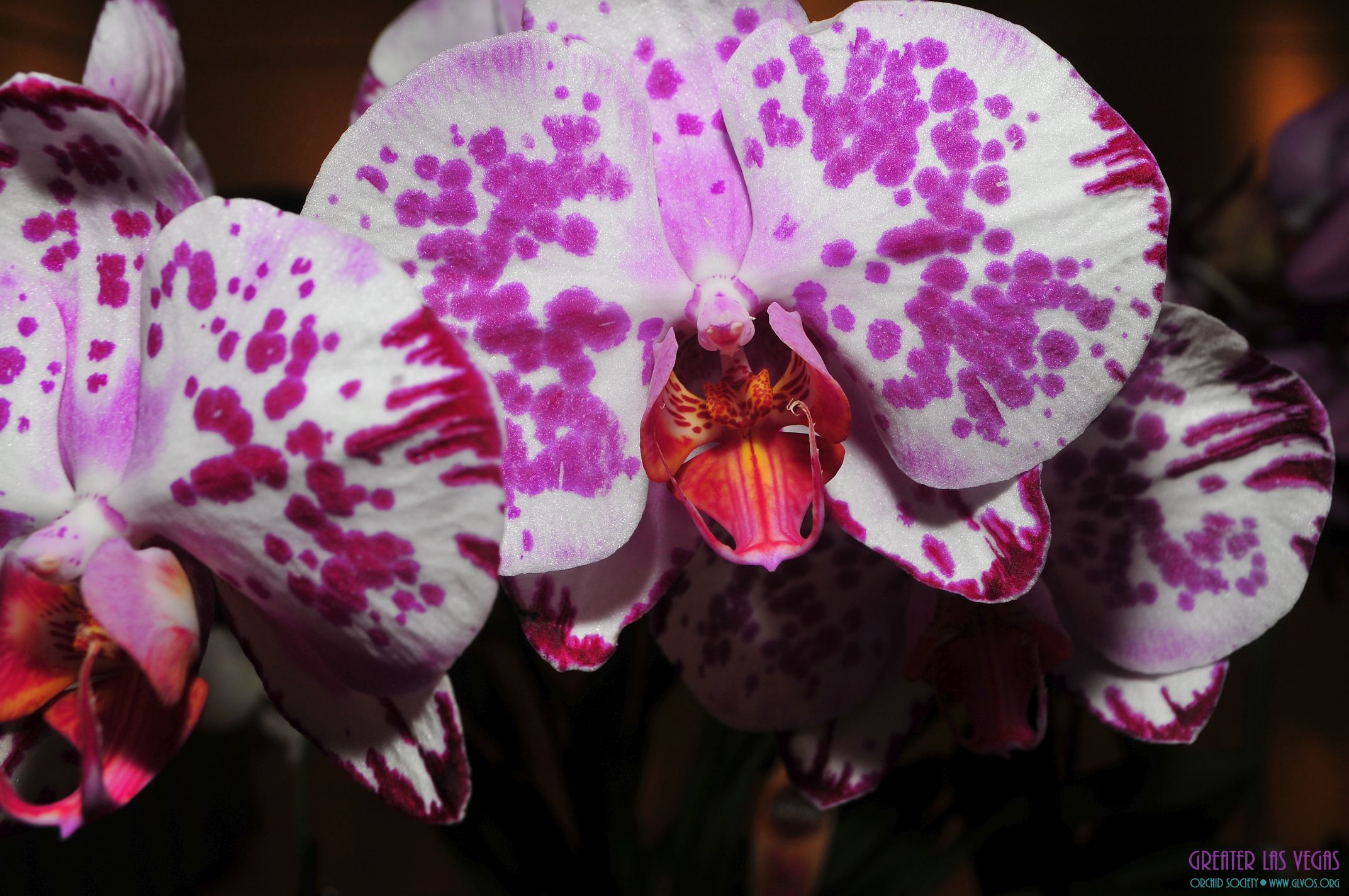 GLVOS 2016 Orchid Show 0040