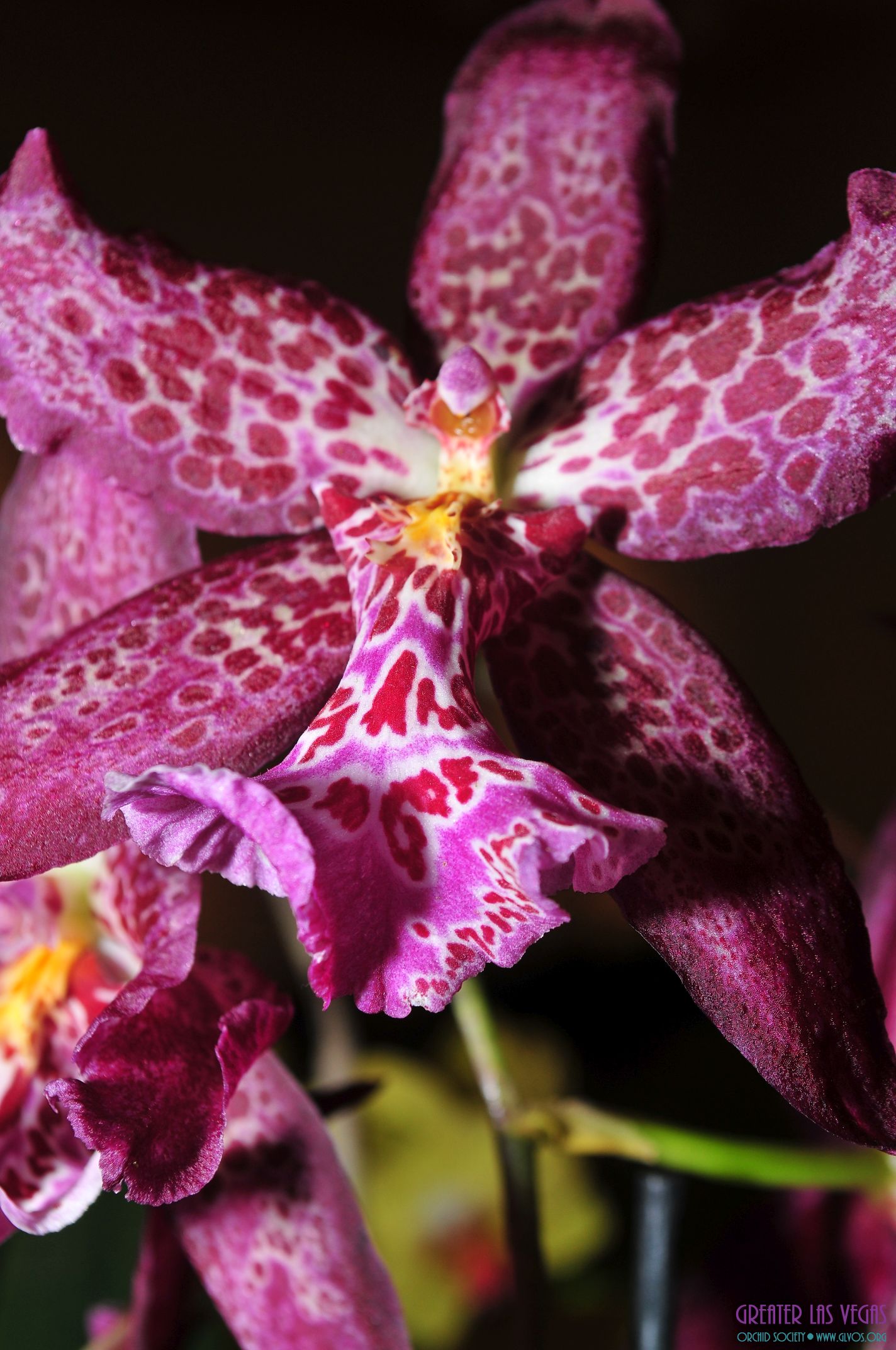 GLVOS 2016 Orchid Show 0042