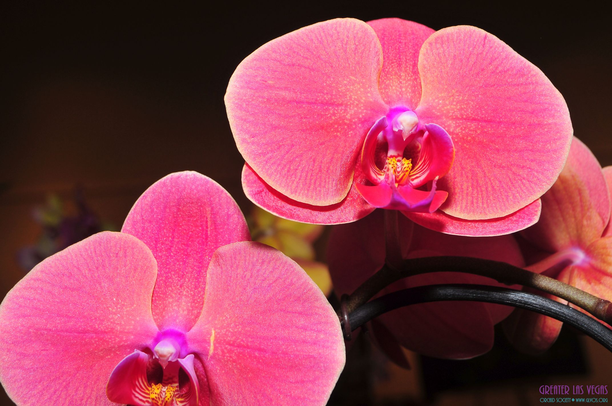 GLVOS 2016 Orchid Show 0045