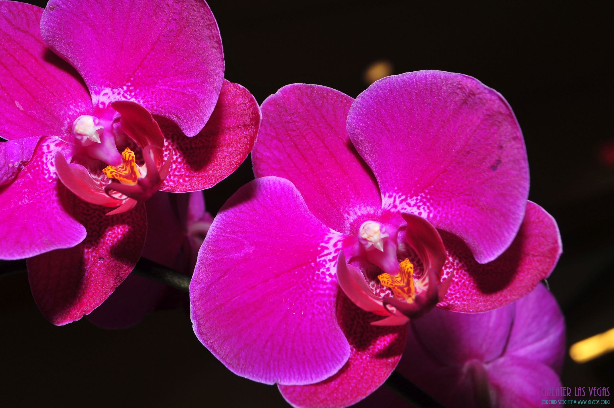 GLVOS 2016 Orchid Show 0046