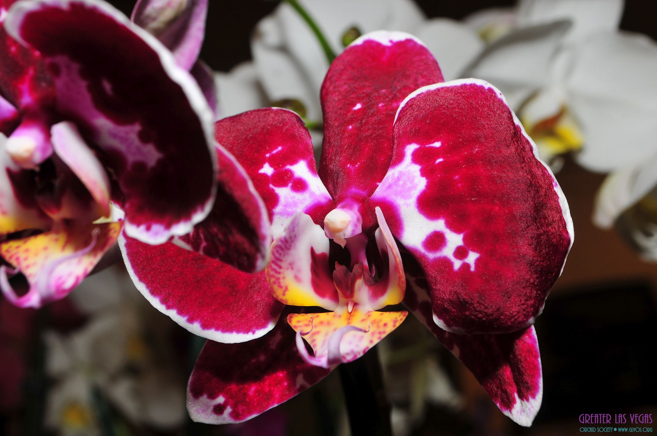 GLVOS 2016 Orchid Show 0047