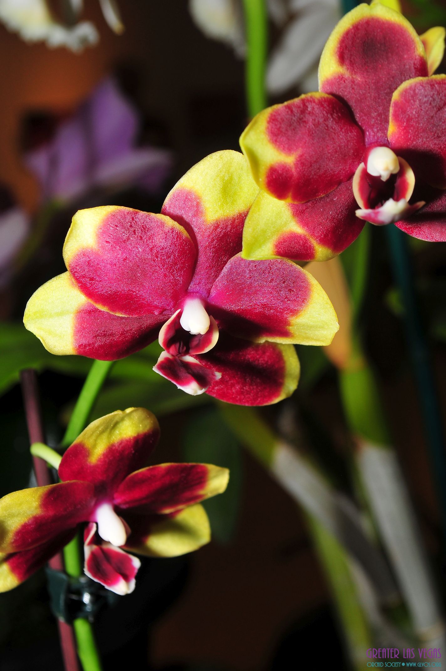 GLVOS 2016 Orchid Show 0048