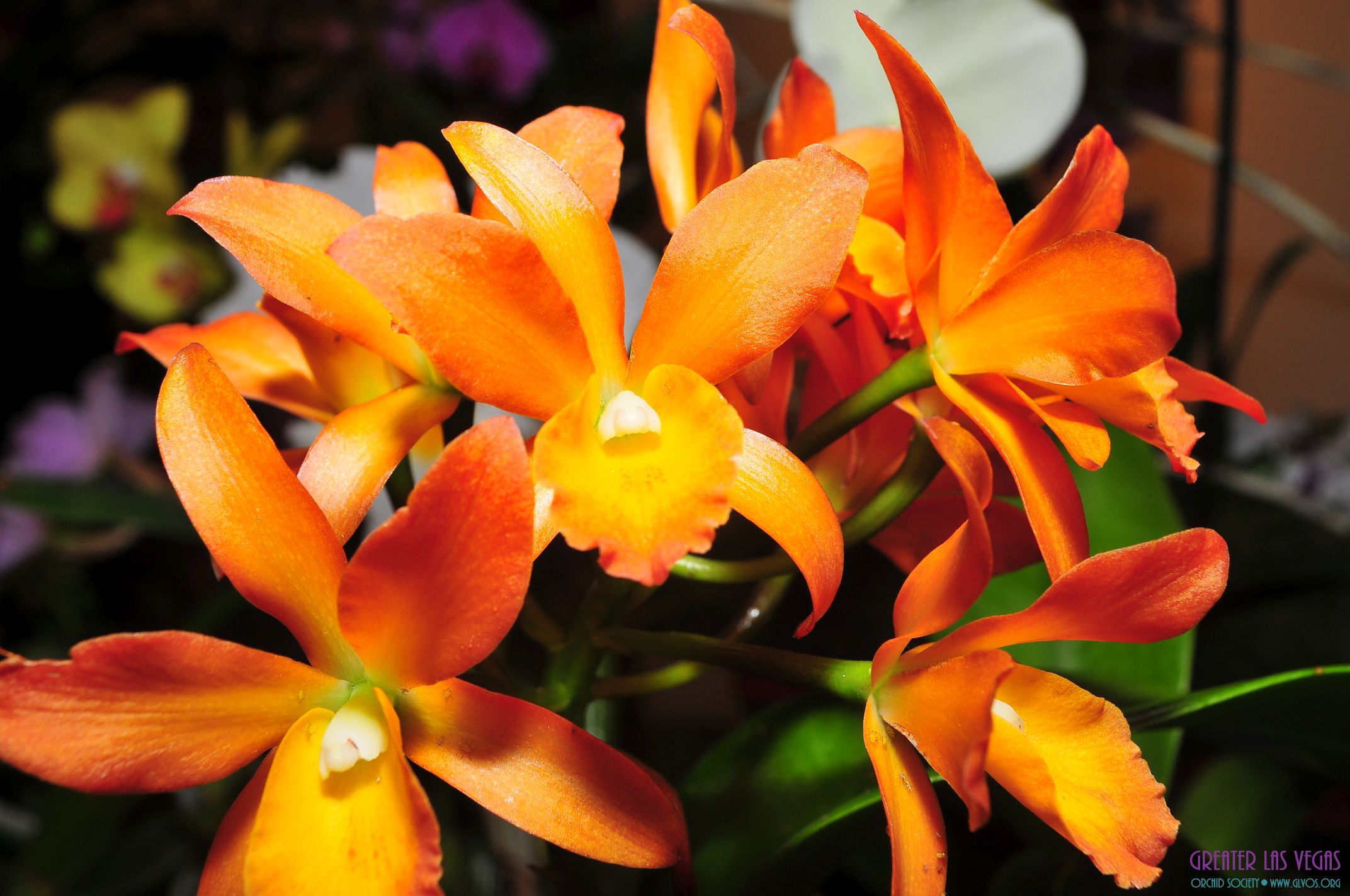 GLVOS 2016 Orchid Show 0049