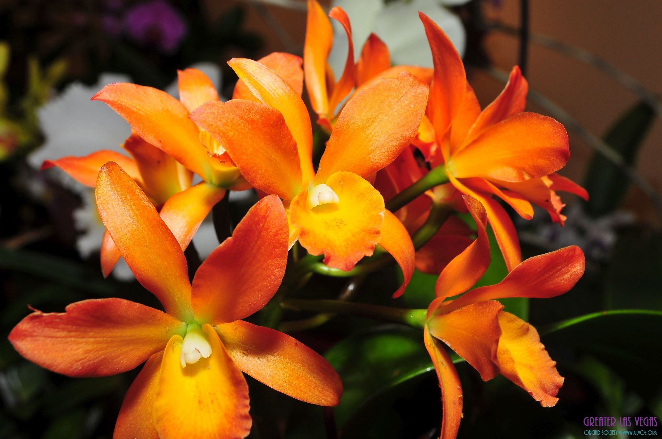 GLVOS 2016 Orchid Show 0050