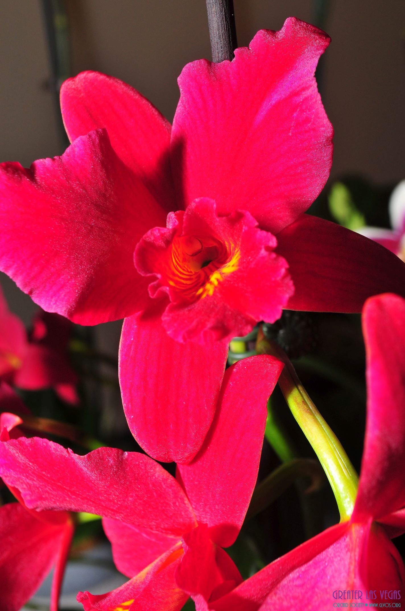 GLVOS 2016 Orchid Show 0052