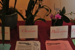 GLVOS 2016 Orchid Show 0025