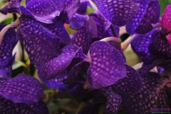 GLVOS 2016 Orchid Show 0028