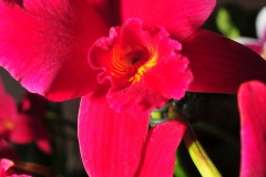 GLVOS 2016 Orchid Show 0052